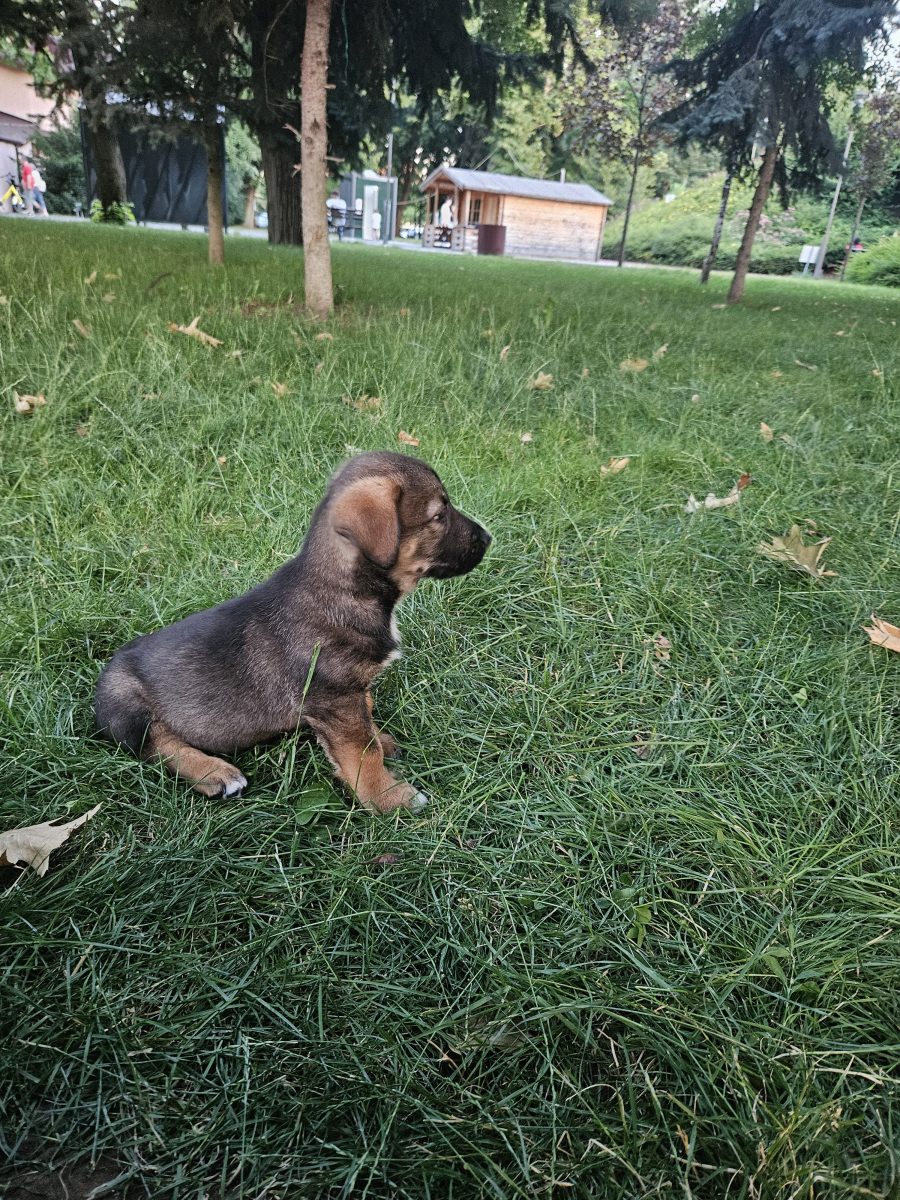 Puiuț spre adopție talie mica spre medie