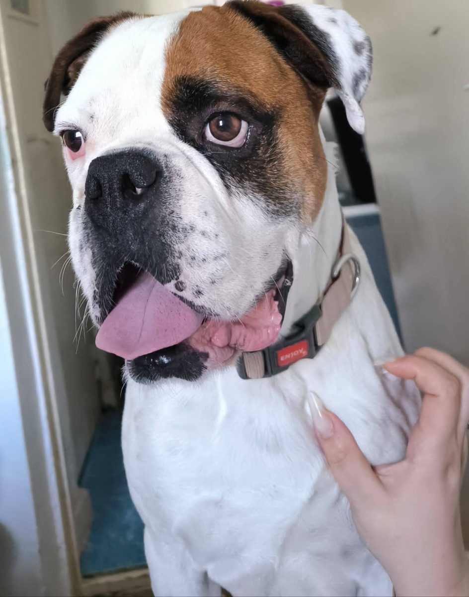 Boxer (5 anișori) foarte cuminte și ascultător