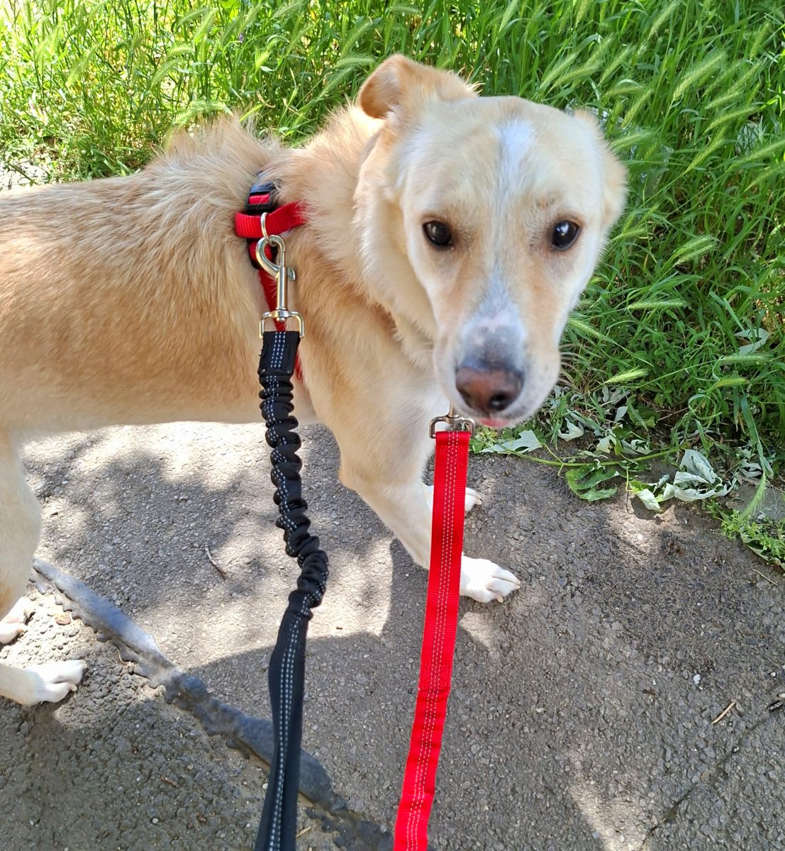 Adoptie catelusa pt curte mare, se aduce in tara