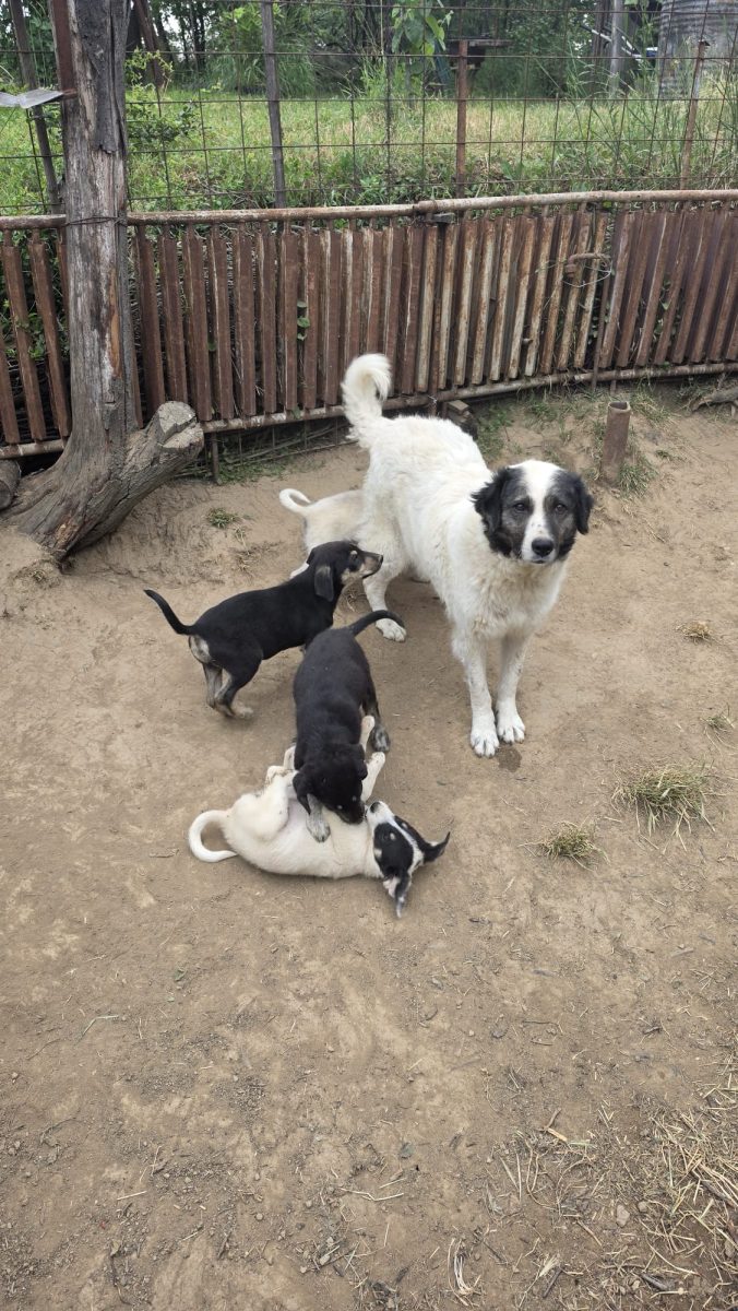 Cățelușă de 2 luni blândă, inteligentă,  jucăușă – Caut casa iubitoare!