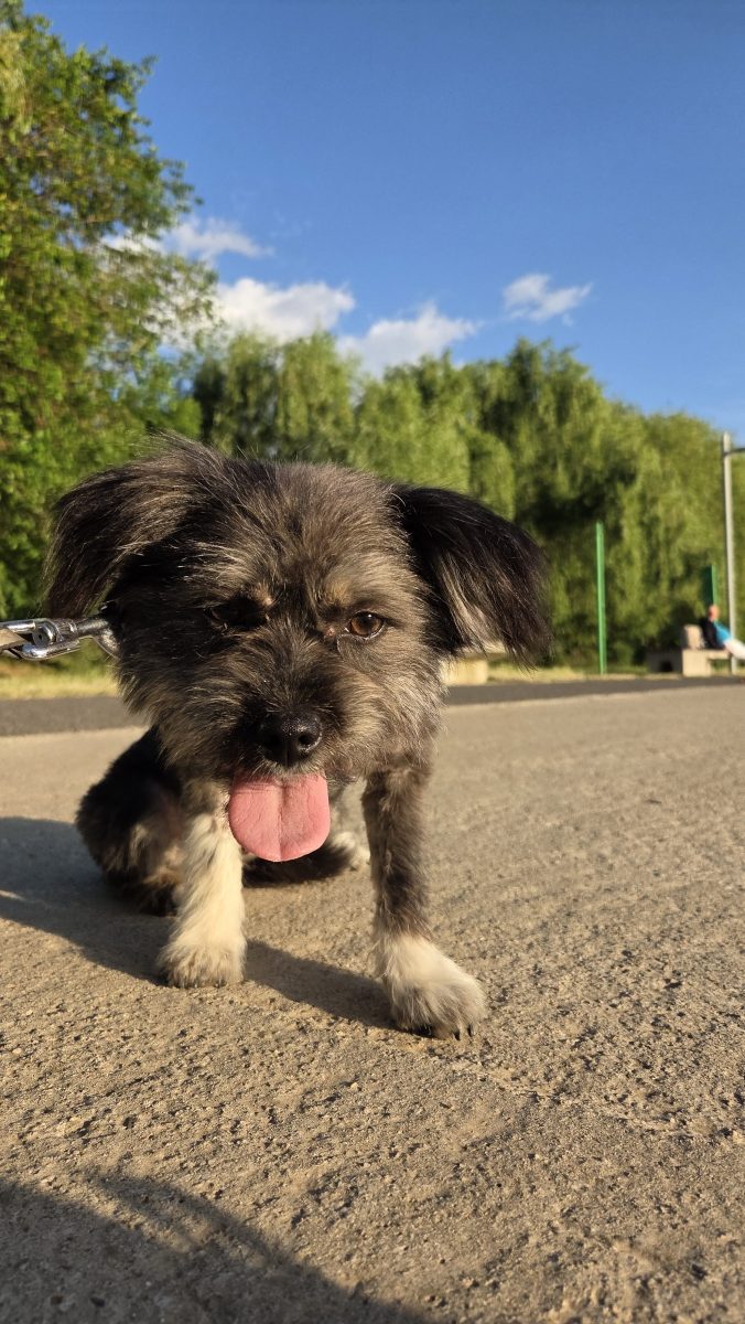 Misha pentru adoptie, transport asigurat