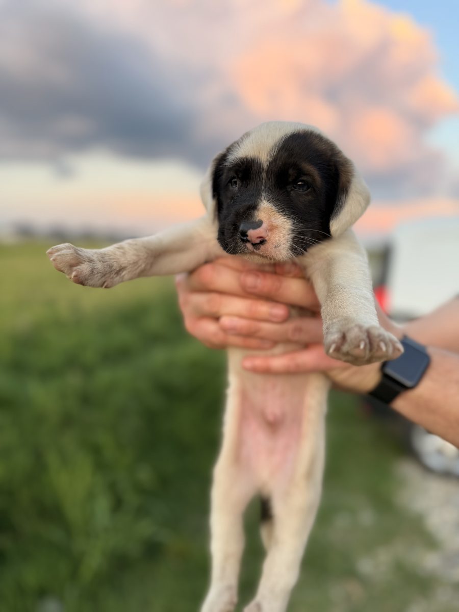 5 cățeluşi abandonați işi cauta familie (talie medie)