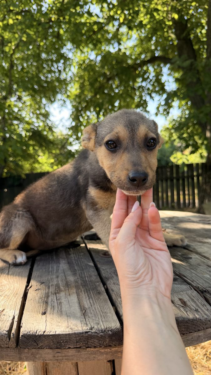 Adopta un puiut