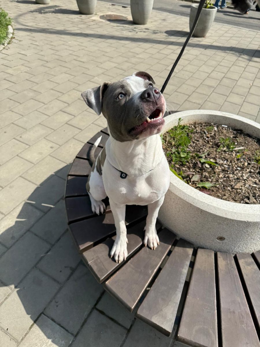 Metis American Bully spre adoptie