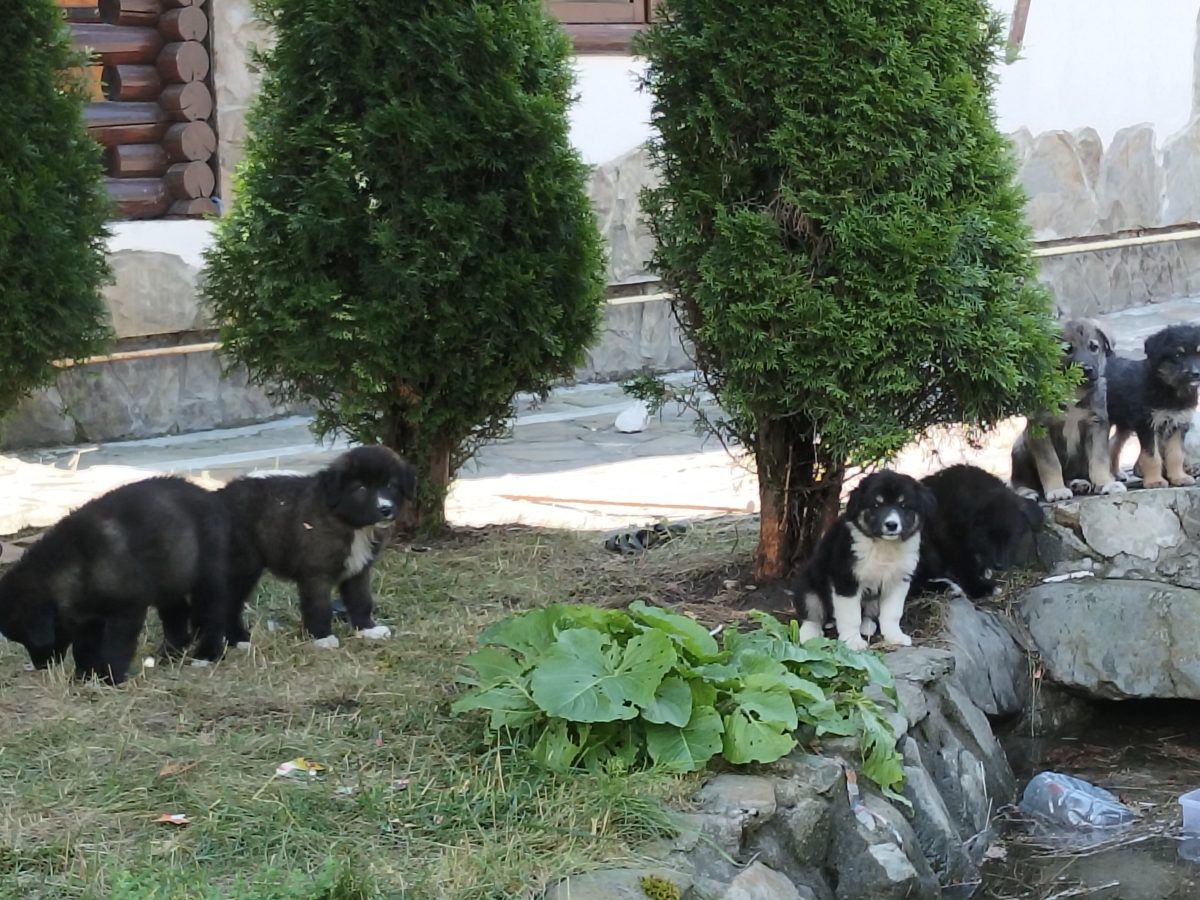 Suntem 6 frățiori și căutăm stăpâni iubitori!