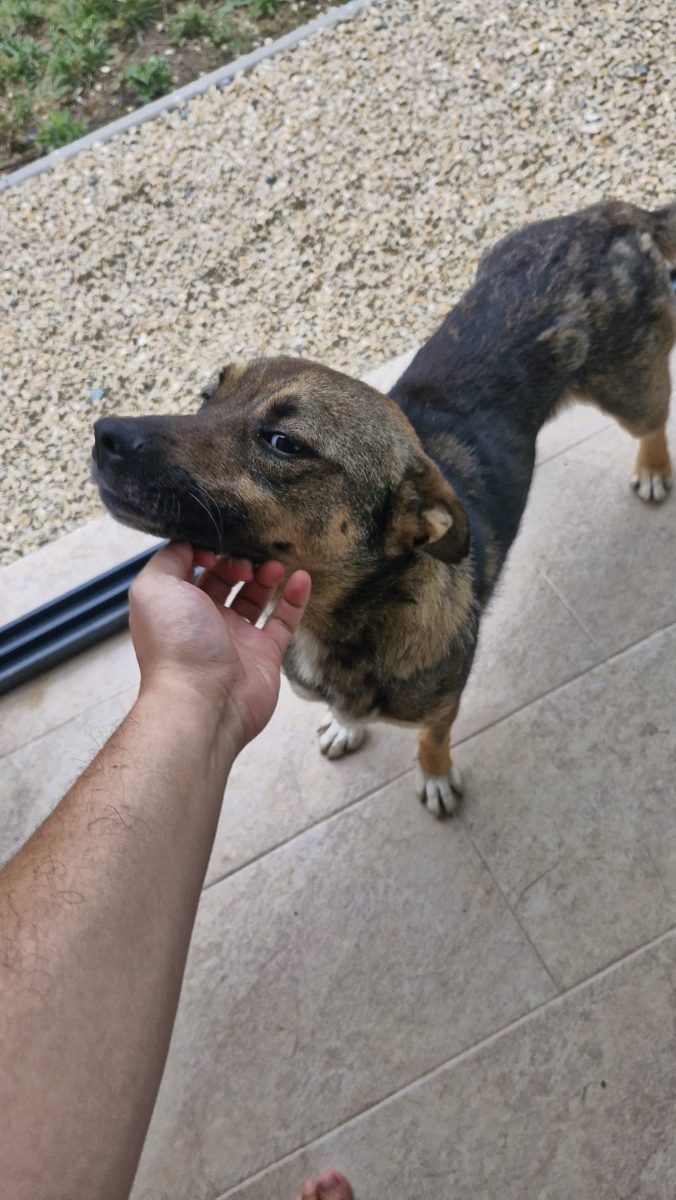 Ajutor pentru catel