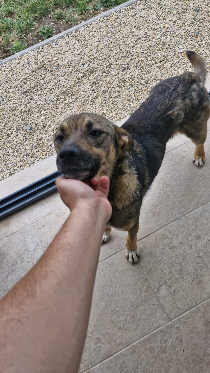 Ajutor pentru Catel