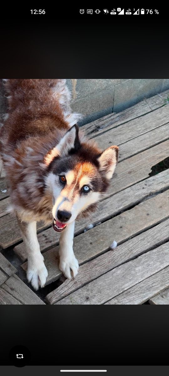 Husky pentru adopție