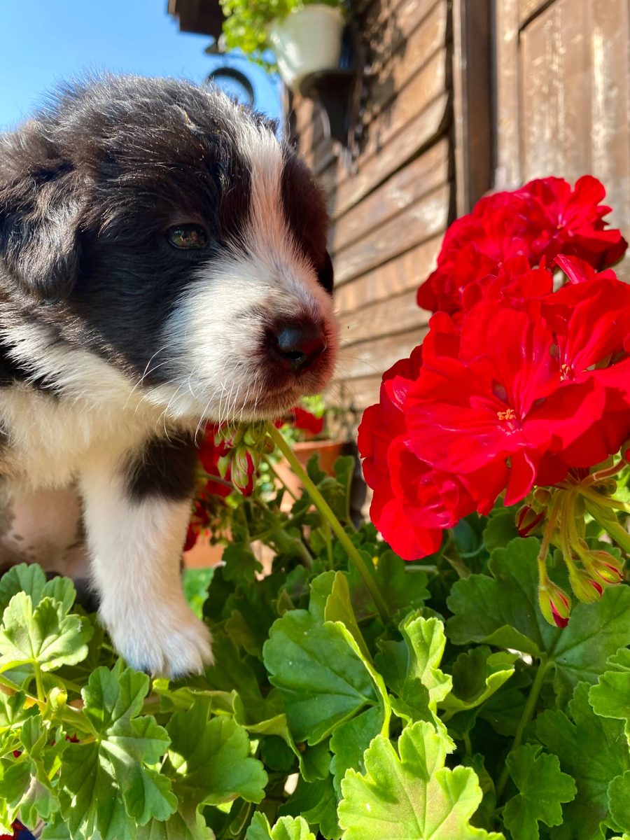 Căței adorabili metis de ciobănesc