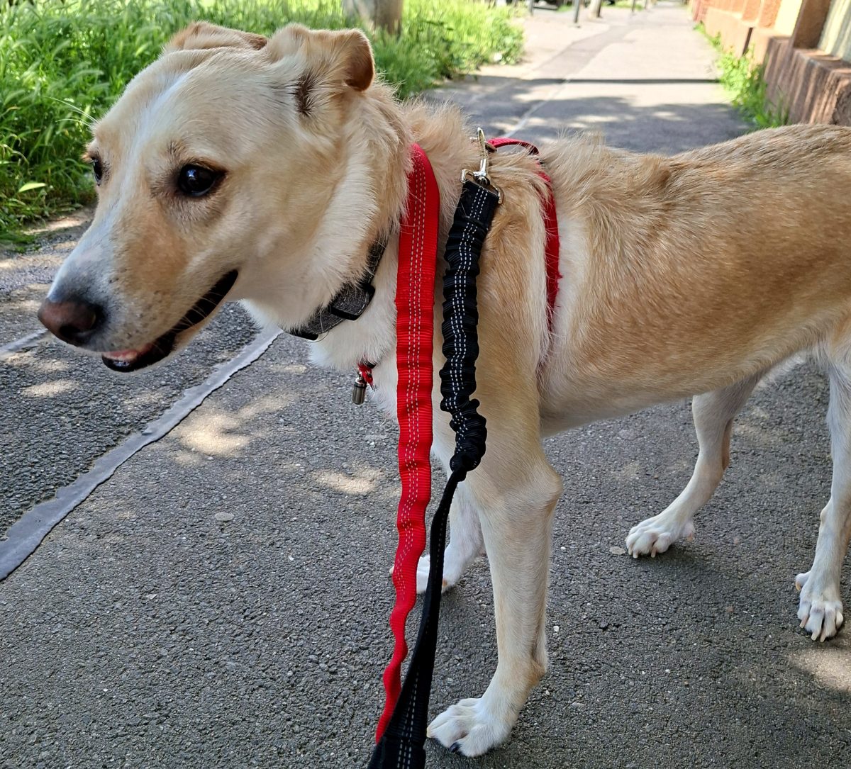 Adoptie caine curte