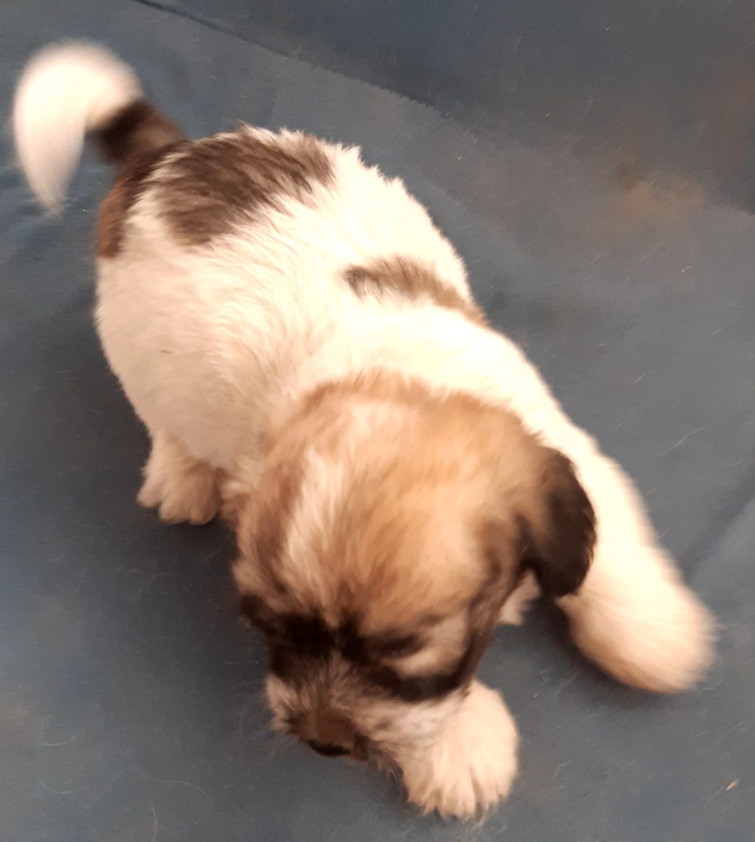 Ofer spre adopție un cățel jucăuș are 2 luni si mănâncă singur