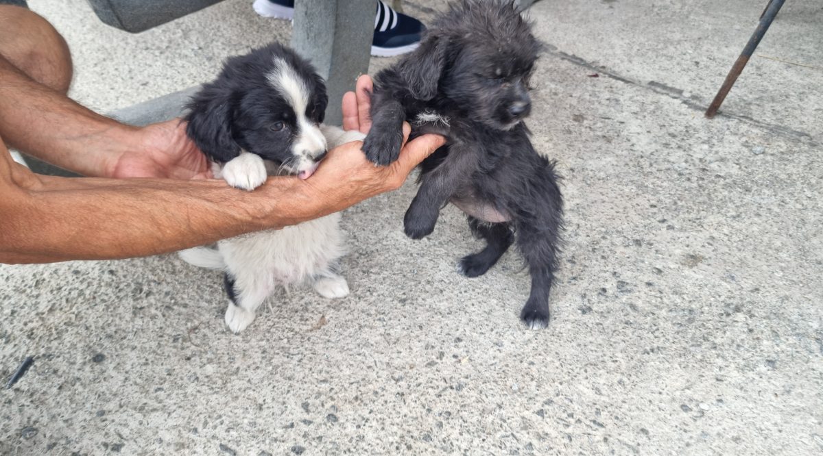 2 pui caine spre adoptie Turda jud. Cluj