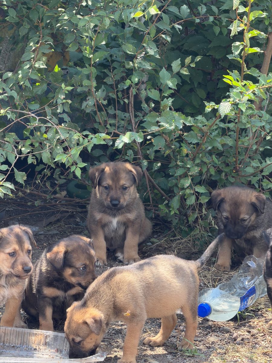 8 catelusi de aproximativ 1 luna isi cauta familiile!
