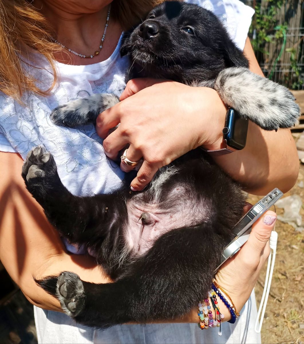Spre adoptie 3 catelusi frumosi