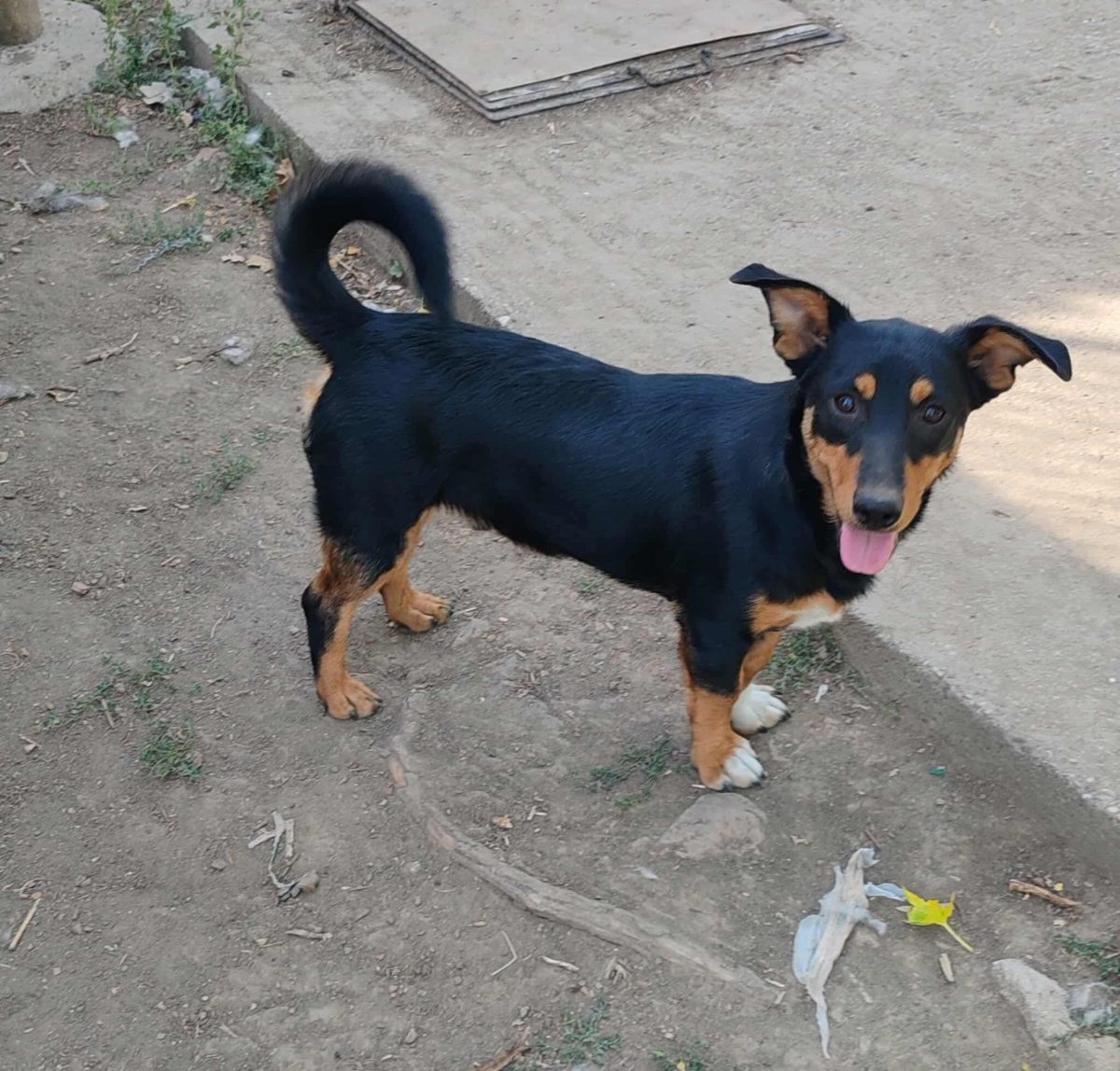 Adopție căței