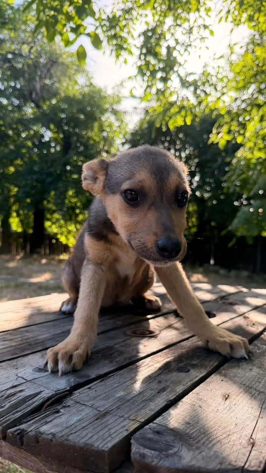 Adopta o catelusa