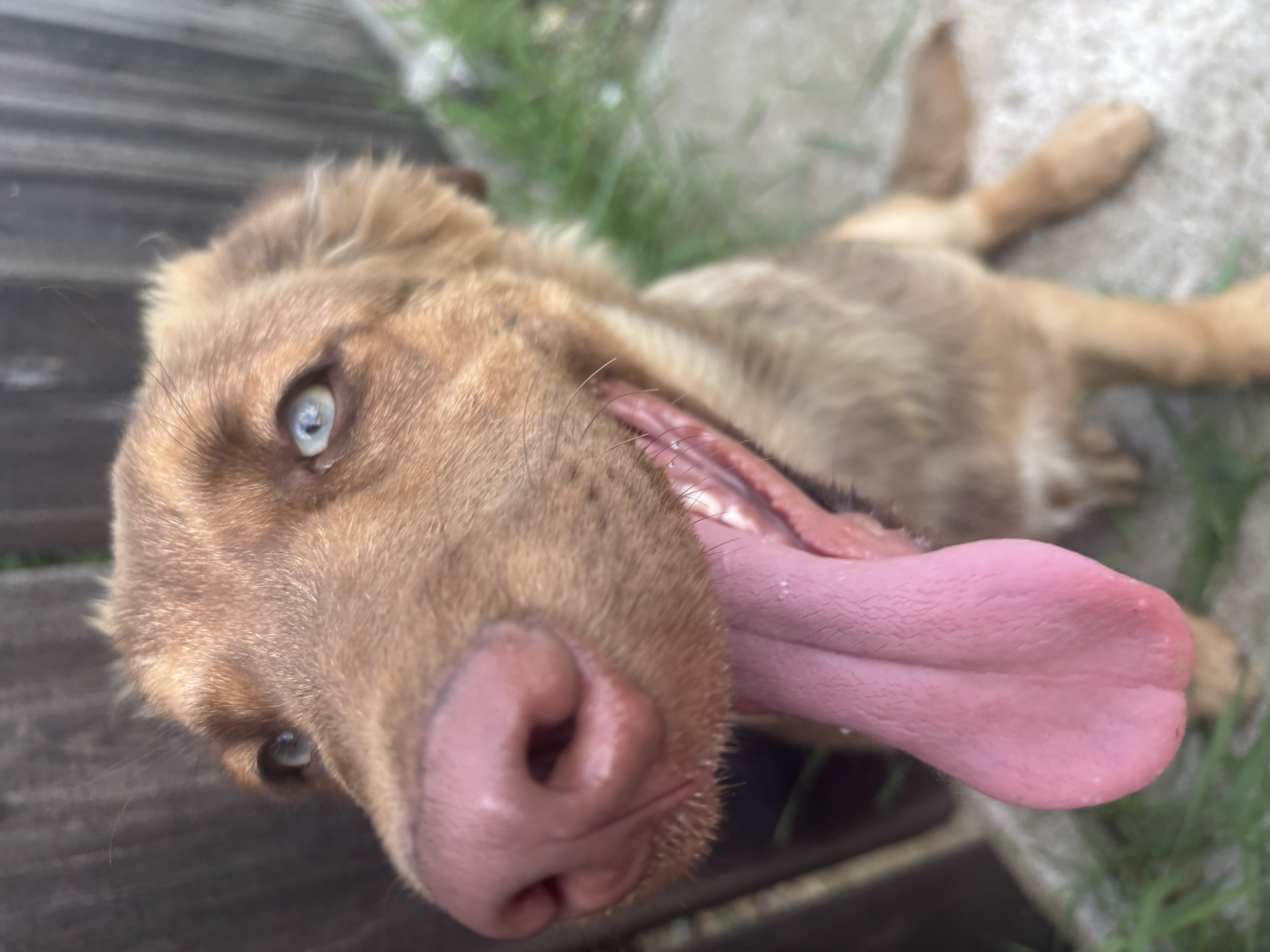 Cățeluş spre adopție-pui 3-5 luni