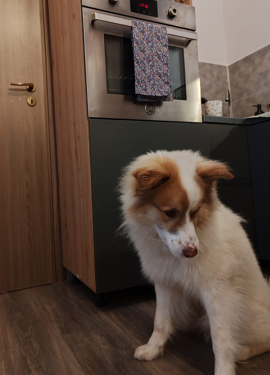 Ofer spre adopție un cățel mascul varsta 4 ani
