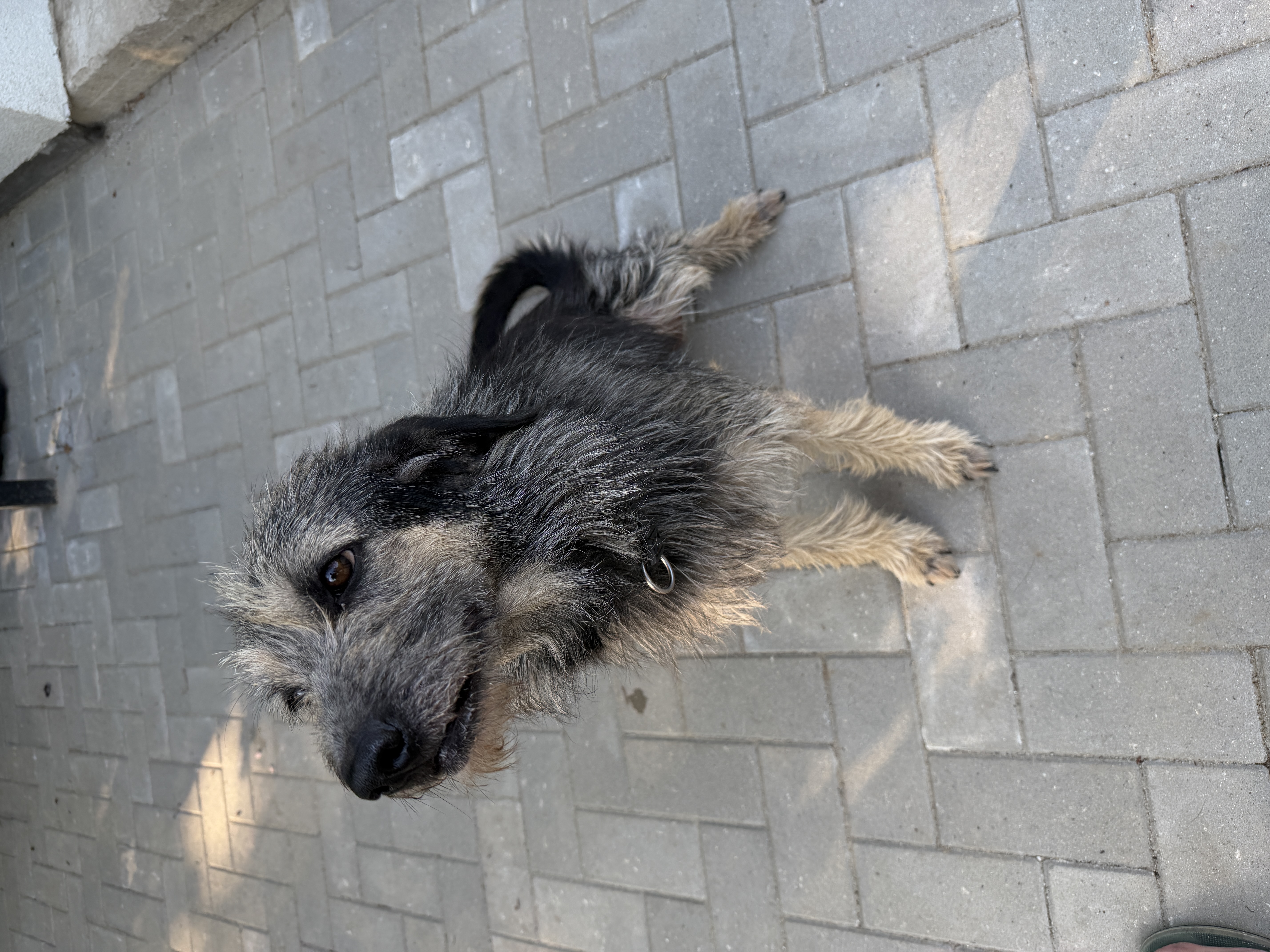 Adopție câine talie medie