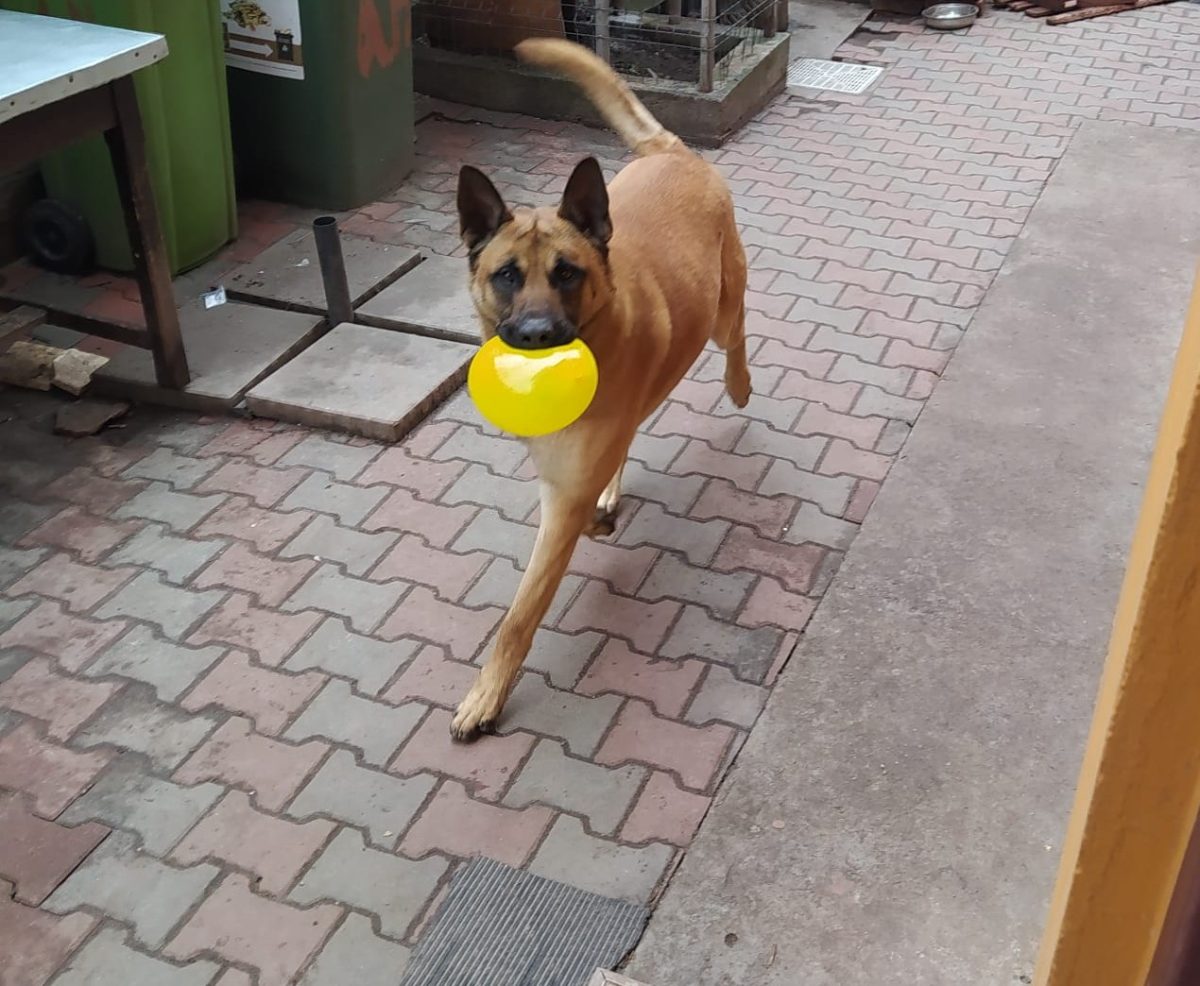 Donez caine malinois de 2 ani si 2 luni