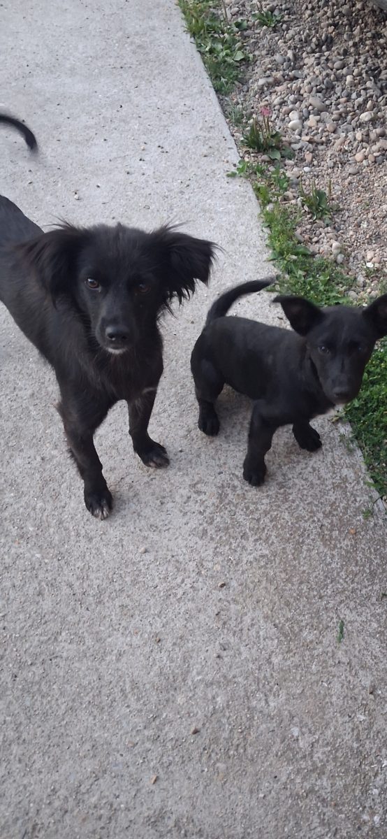 Adopție- Luna