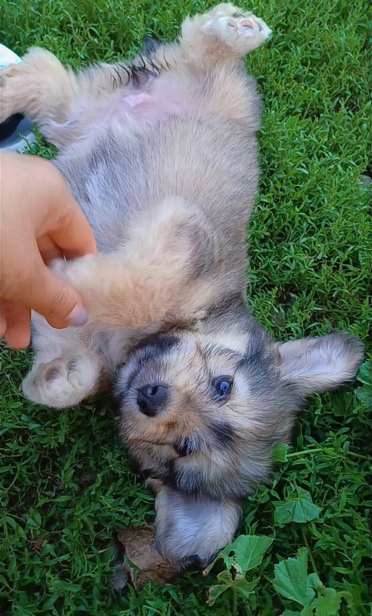 Ofer spre adopție 3 cățelușe jucăușe