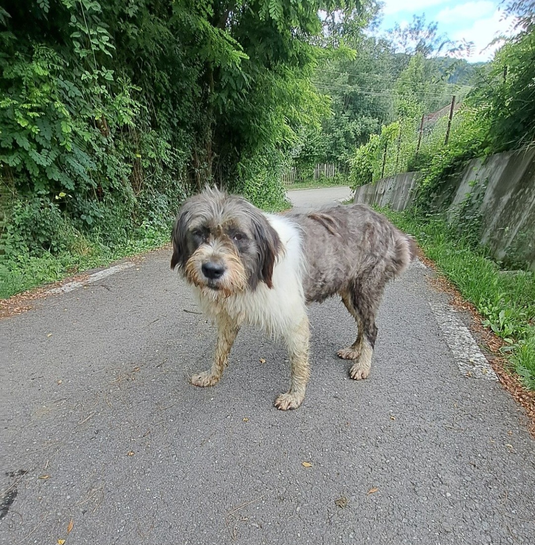 Adoptie responsabila pentru ciobanesc