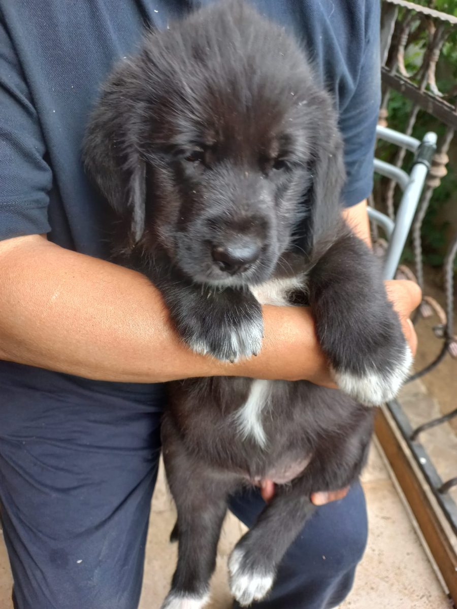 Ofer spre adoptie 5 cateluse ciobanesc corb
