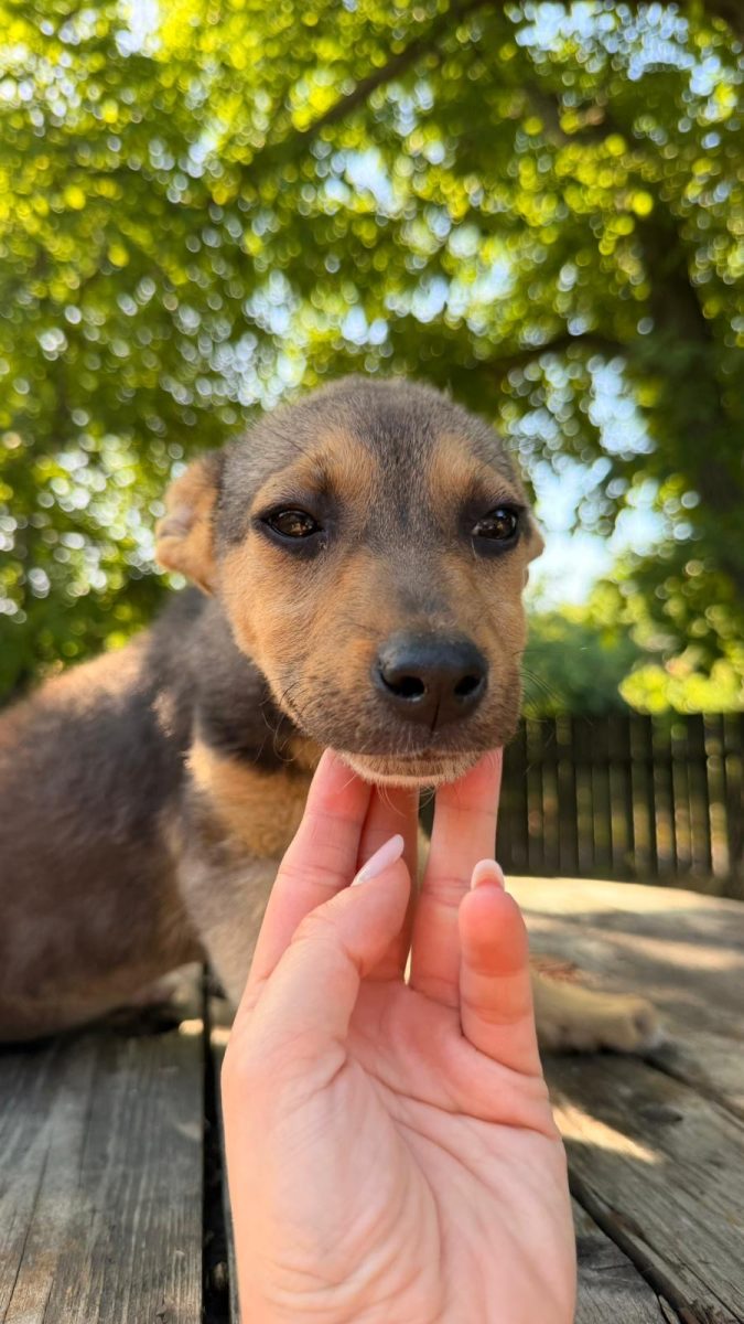 Cățeluși 4 luni pentru adopție responsabilă